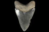 Serrated, Fossil Megalodon Tooth - Georgia #78187-2